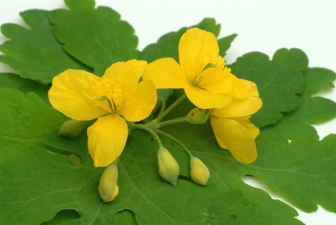 Medicinal plant greater celandine