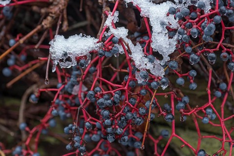 Snow-covered fruits on wild virginia creeper