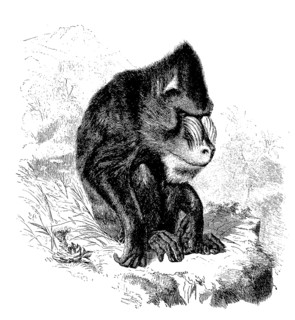 Mandrill