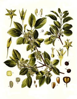 Medicinal plant