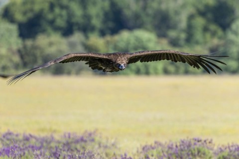 Cinereous vulture