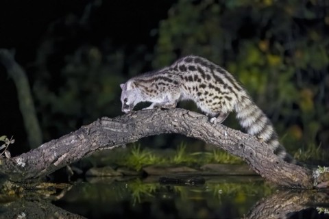 Common genet