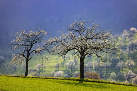 Two fruit trees in blossom near Hepsisau in spring