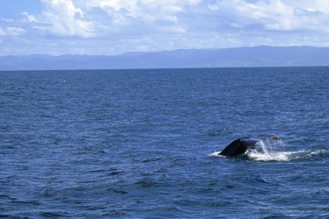 Humpback whale