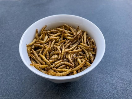 Bowl with snack food inside made from insects mealworms dried larvae of yellow mealworm