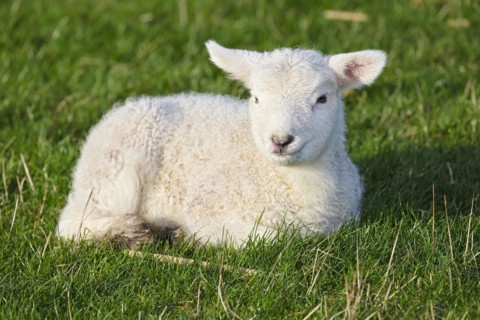 Domestic sheep