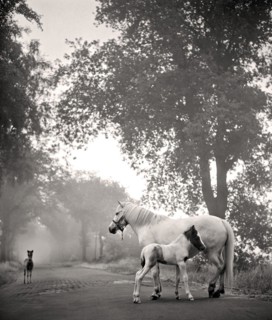 Mare with two foals on a road in the Teufelsmoor near Worpswede