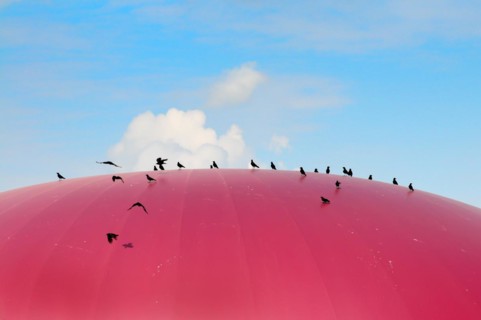 Ravens on a biogas plant in Bavaria