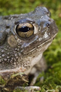 The Texas toad