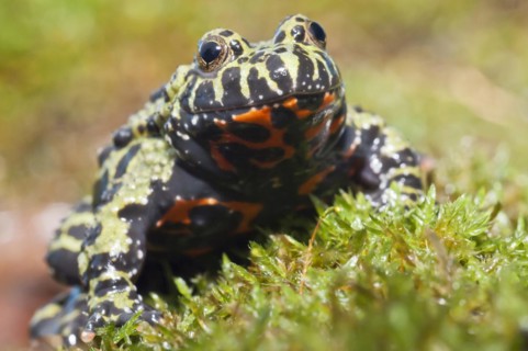 Oriental fire-bellied toad