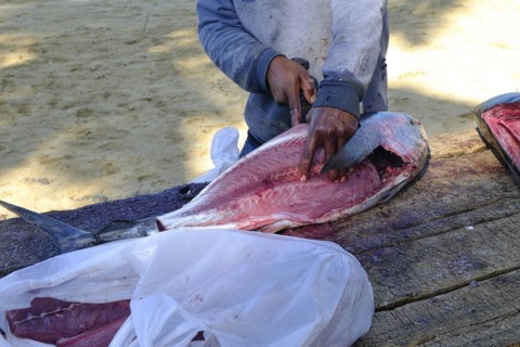 Fisherman fillets a tuna at Playa Las Terrenas Samana