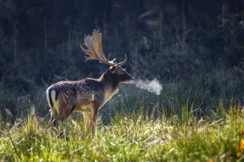 Fallow deer