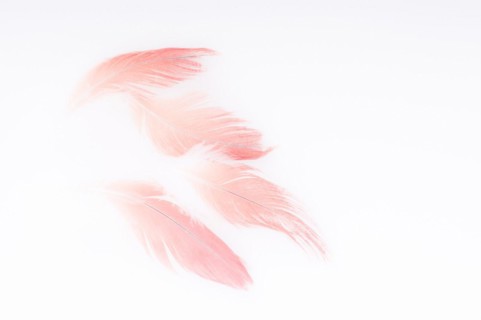 Abstract of Congo African gray parrot