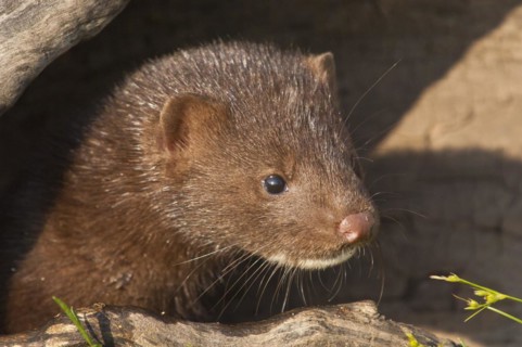 American mink