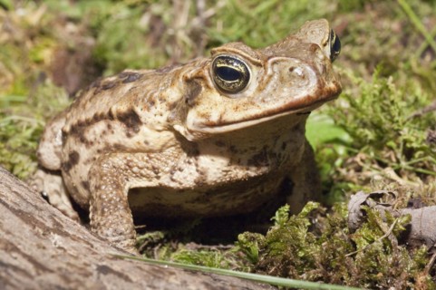 Cane toad
