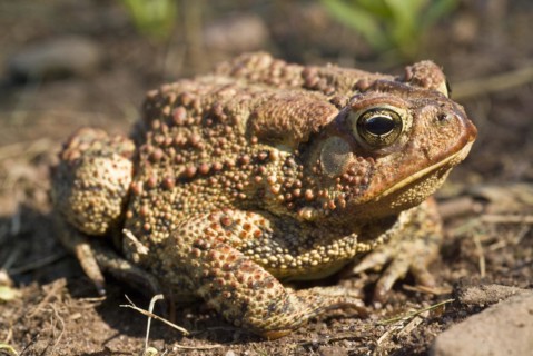 American toad