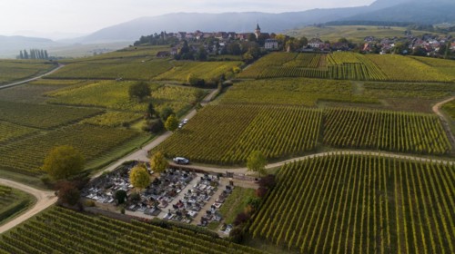 View over the vineyards to Zellenberg in Alsace