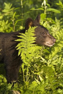 American black bear