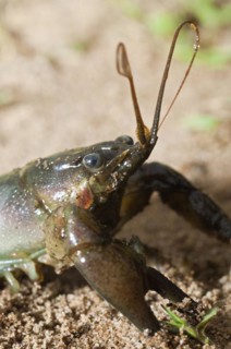 Rusty crayfish