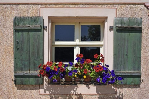 Window with flowering geraniums