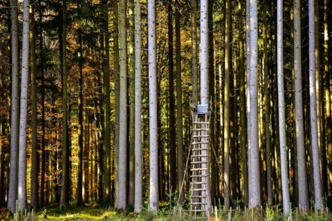 Hunters stand in a forest in Bavaria
