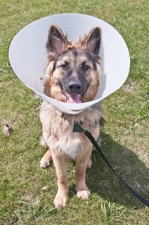 German shepherd