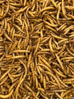 Food from insects Insect food mealworms dried larvae of yellow mealworm