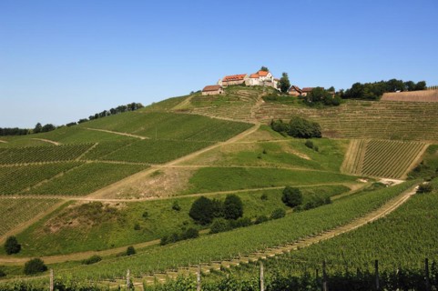Staufenberg Castle with vineyards