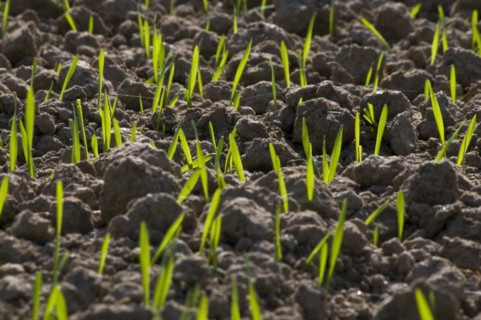 Maize shoots