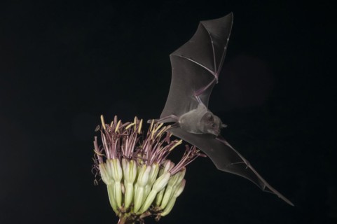 Lesser long-nosed bat
