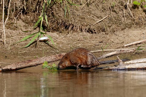 Muskrat