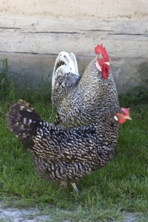 Cock and Hen