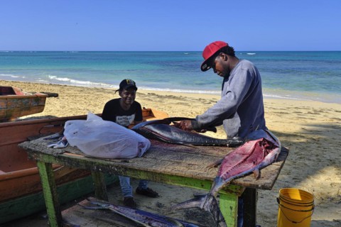 Fisherman fillets a tuna at Playa Las Terrenas Samana