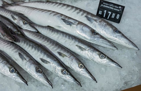 Barracudas