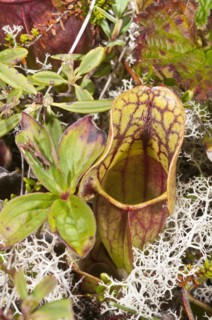 Pitcher plant