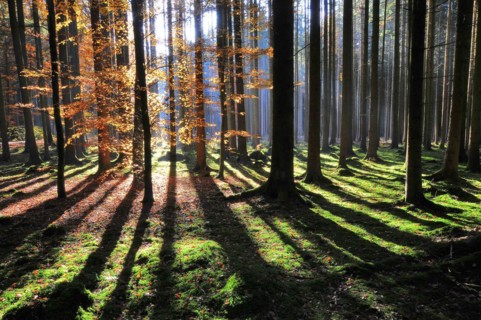 High forest in autumn with backlight