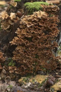 Butterfly Trametes