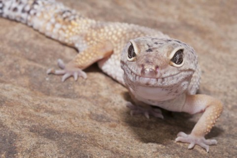 Leopard gecko