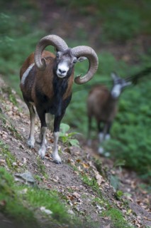 European mouflon