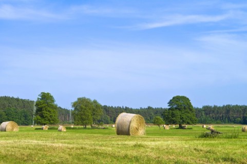 Mecklenburg-Western Pomerania in the Mueritz National Park Haymaking and group of trees