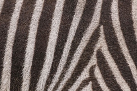 Hartmanns mountain zebra