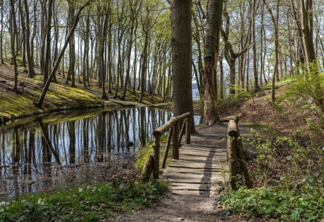Forest and hiking area near Goehren