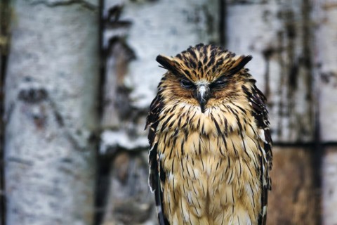 Tawny fish owl