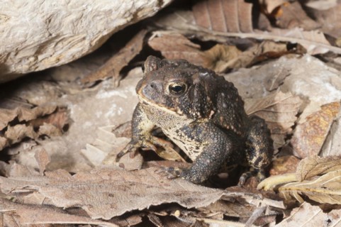 American toad