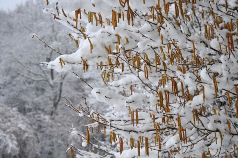 Common hazel