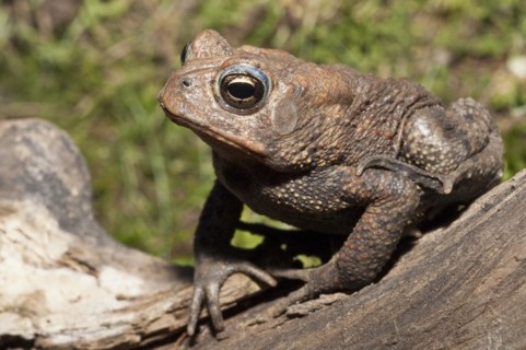 American toad