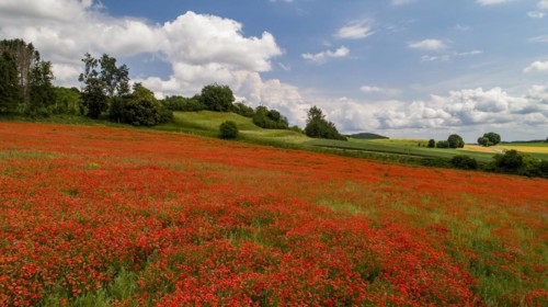 Field with poppy flowers