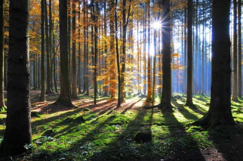 High forest in autumn with backlight