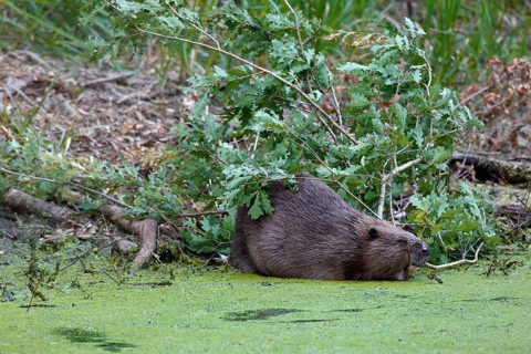 European beaver