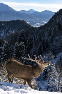 Deer on the Reiseralm near Lenggries